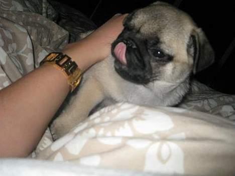 Mops Foxy    R.I.P billede 3