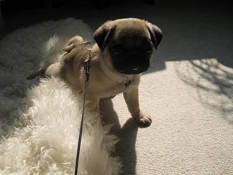 Mops Foxy    R.I.P billede 4