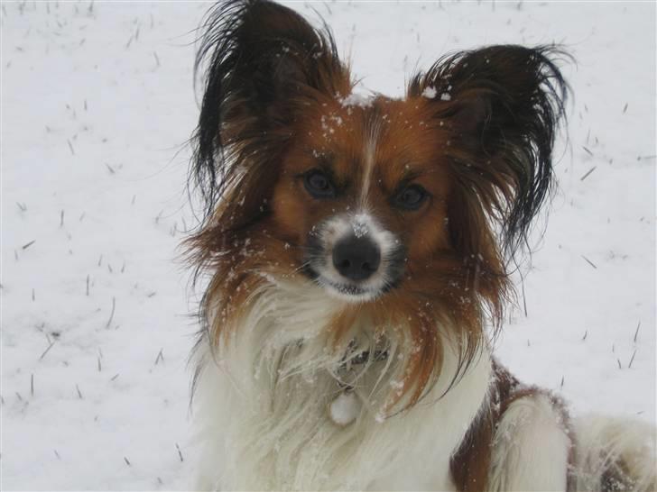 Papillon Kenzo (Gallinas Said) billede 1