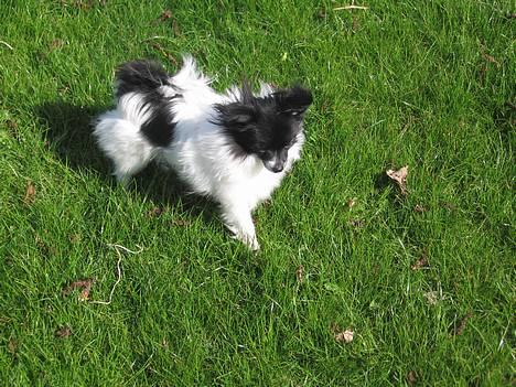 Papillon Bastian - Den 15 April... Ude ved min far billede 13