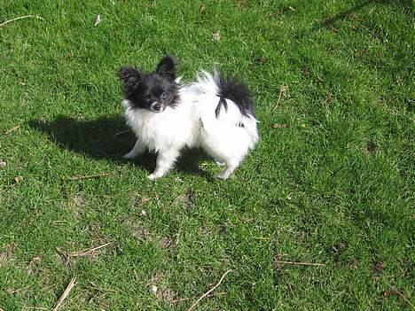 Papillon Bastian billede 14