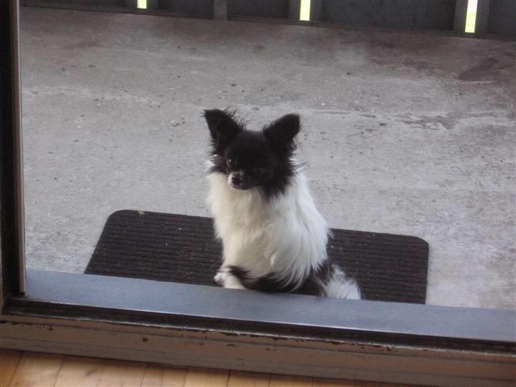 Papillon Bastian - Taget 6 Juni billede 15