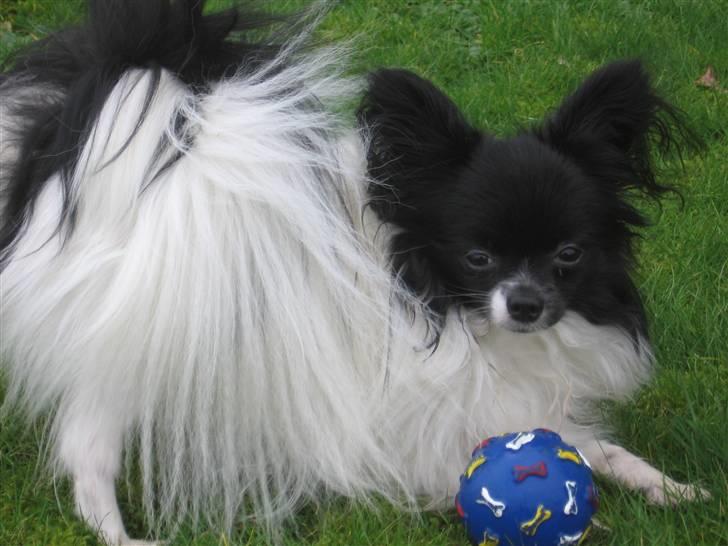 Papillon Bastian - 1½ år gammel billede 16