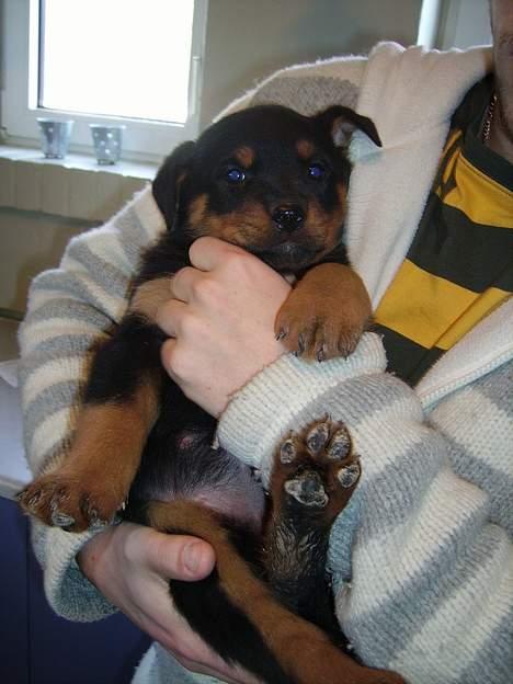 Rottweiler Troja - Troja 6 uger. første gang i fars arme billede 16