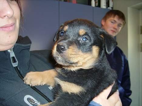 Rottweiler Troja - Troja 6 uger. første gang i mors arme billede 17