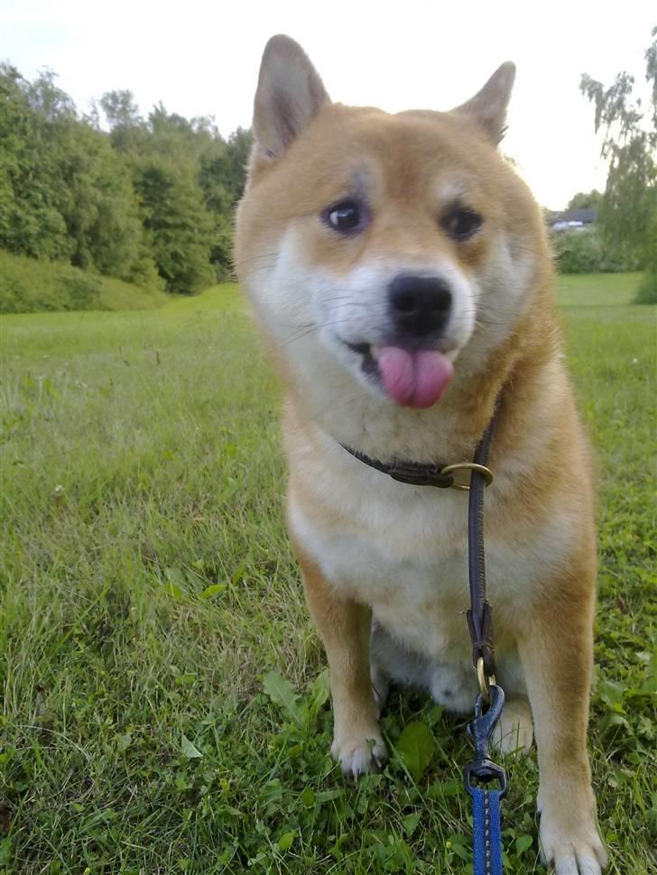 Shiba Shinko *elsket og savnet  - hans sidste dag her hos mig.. dagen efter fik han sin sidste sprøjte og smutttede over regnbuen.. du er så savnet putte billede 15