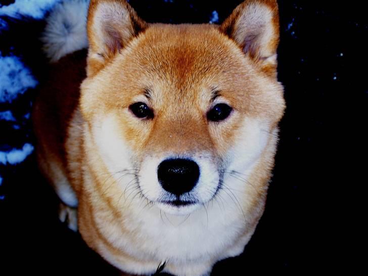 Shiba Shinko *elsket og savnet  - charmetrolden billede 16