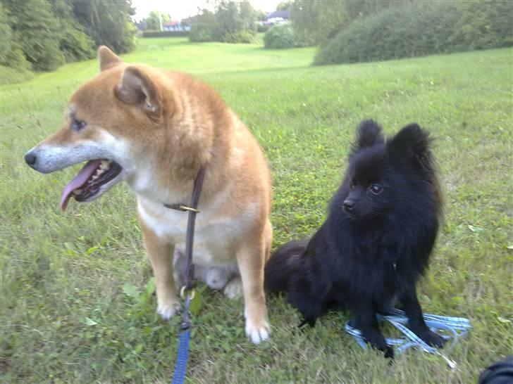 Shiba Shinko *elsket og savnet  - mig og min lillebror.. min sidste gåtur sammen med ham.. hvem ska nu holde styr på ham?? billede 17