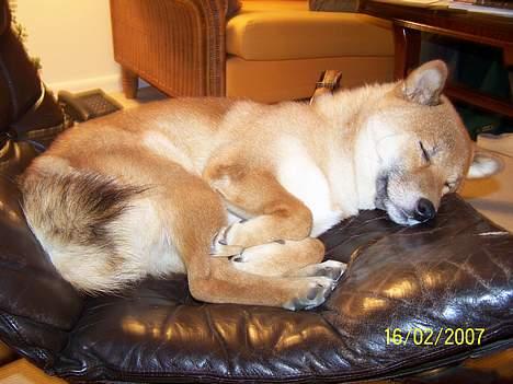 Shiba Shinko *elsket og savnet  - sådan er han om aftenen indtil kl 9. han har en ide om at kl 9 og til vi ska i seng, der er det legetid. billede 18