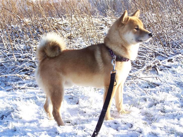 Shiba Shinko *elsket og savnet  - den dejlige vovse i fuld version:-) næsten 2 år billede 19