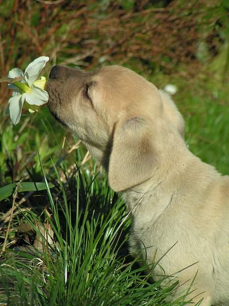 Broholmer Tjalfe - Tjalfes første møde med en blomst. billede 1