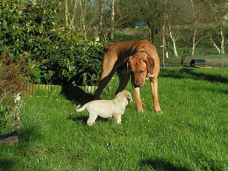 Broholmer Tjalfe - Tjalfes første møde med Aske. billede 3