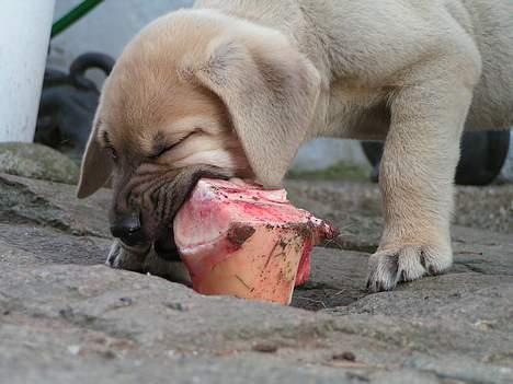 Broholmer Tjalfe - Tjalfes første kødben billede 4