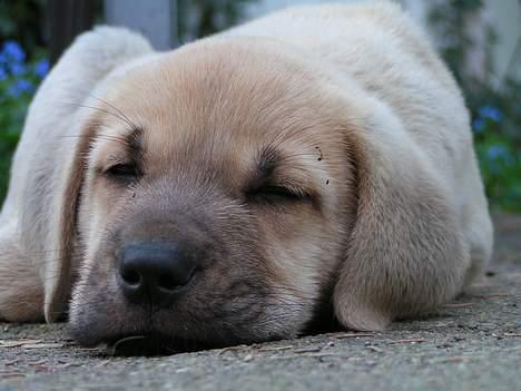 Broholmer Tjalfe - En meget træt Tjalfe. billede 5