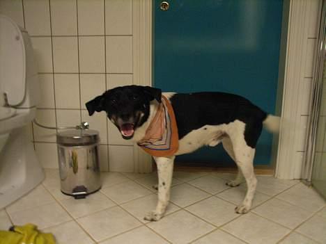 Blanding af racer Lucky - Lucky kan godt lii tørklæder =) billede 1