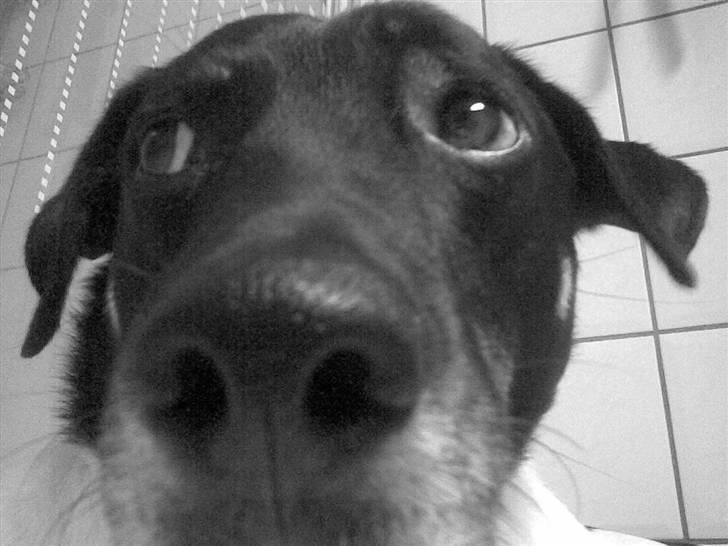 Blanding af racer Lucky - Sødt . :D billede 2