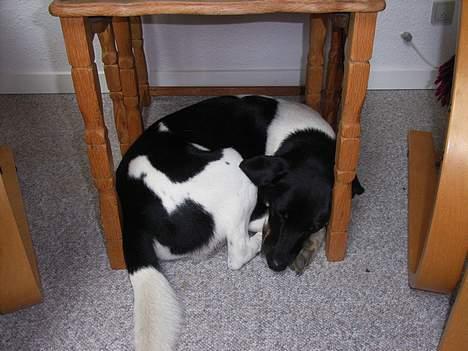 Blanding af racer Lucky - Han havde klemt sig ind under bordet =) billede 3