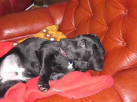 Blanding af racer Kenzo billede 5