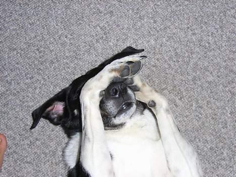 Blanding af racer Lucky - Han vil gerne lege gemme.. men han forstår vidst ikke legen =) billede 4