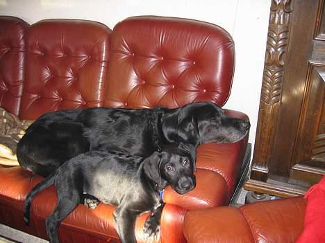 Blanding af racer Kenzo billede 6