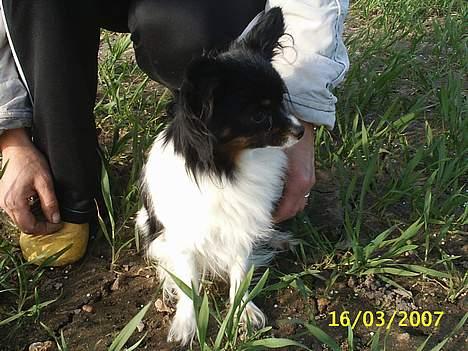 Papillon kiki billede 1