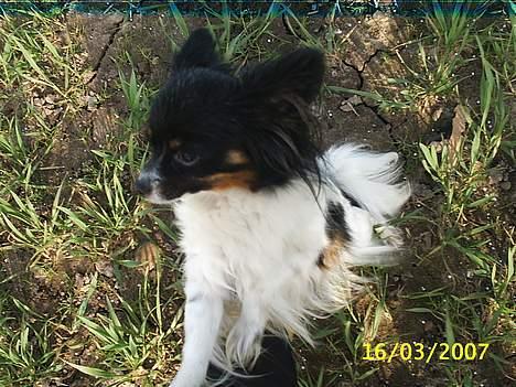 Papillon kiki billede 2