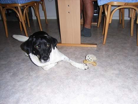 Blanding af racer Lucky - Jeg drillede ham lidt =) billede 5