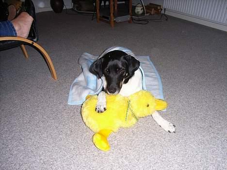 Blanding af racer Lucky - Han har sin egen bamse.. som vi har døbt Kleo =) billede 6