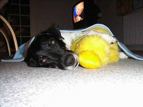 Blanding af racer Lucky - Lucky elsker hans and Kleo =) billede 7