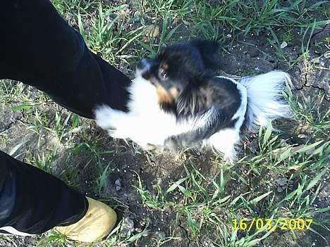 Papillon kiki billede 3