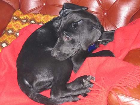 Blanding af racer Kenzo billede 7