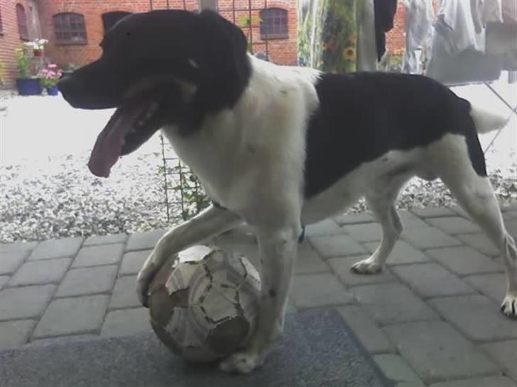 Blanding af racer Lucky - Lucky elsker sin bold xD billede 8