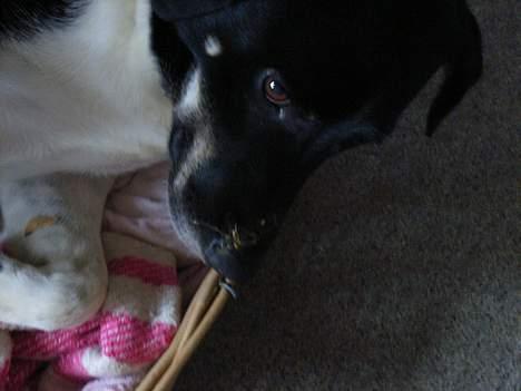 Blanding af racer Lucky - Han har noget på snuden =) billede 9