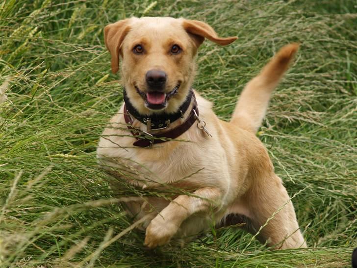 Labrador retriever (Formel 1) Sally - Jamen du er da smuk.. :) billede 16