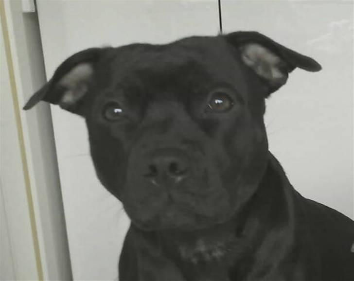 Staffordshire bull terrier Liva - prinsessen billede 1