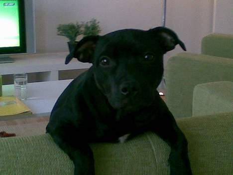 Staffordshire bull terrier Liva - En rigtig sofa-klatremås billede 2