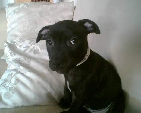 Staffordshire bull terrier Liva - Det var ikke med vilje -snøft :´-( billede 3