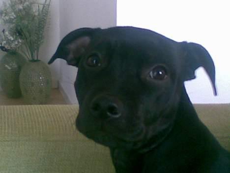 Staffordshire bull terrier Liva - Vi elsker bare Livas ansigt -hun er så smuk billede 4