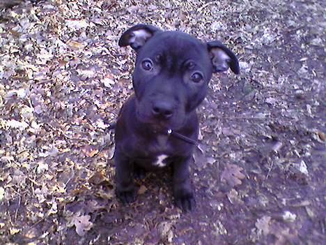 Staffordshire bull terrier Liva - På tur i skoven med mor billede 5