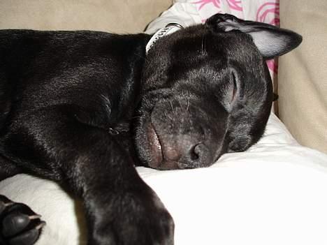 Staffordshire bull terrier Liva billede 6