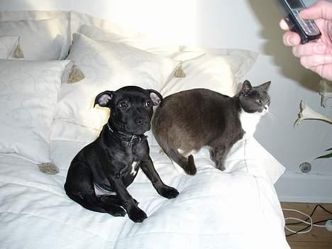 Staffordshire bull terrier Liva - Min søster Cirkeline og mig billede 7