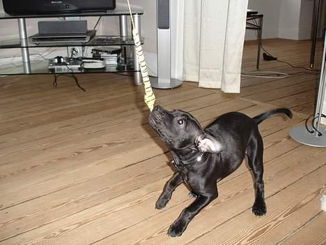 Staffordshire bull terrier Liva - Hovsa, her stjal jeg lige mine kattesøstres legetøj -ligesom jeg har spist alle deres legemus :-( billede 8