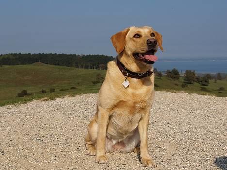 Labrador retriever (Formel 1) Sally billede 18