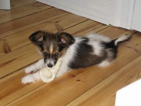 Papillon Kenzo (Gallinas Said) billede 2