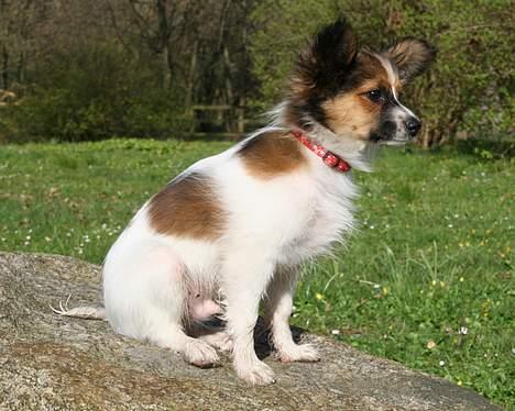 Papillon Kenzo (Gallinas Said) billede 3