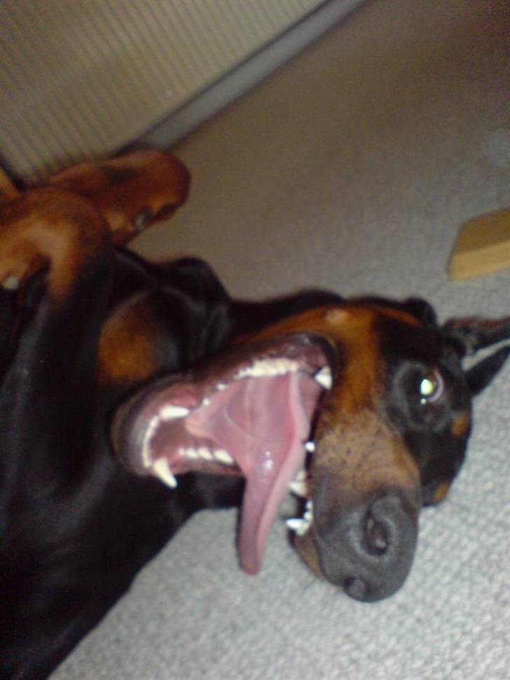 Dobermann Echo *solgt* :'( - Hvad laver du med den der far? billede 1