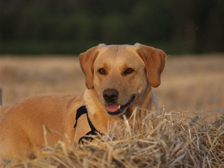 Labrador retriever (Formel 1) Sally billede 19