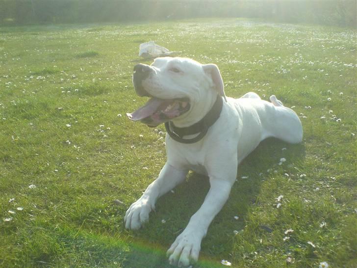 Amerikansk bulldog Chico billede 10