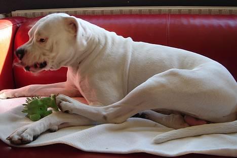 Amerikansk bulldog Chico - Ad, har fået gummi mellem tænderne igen billede 11