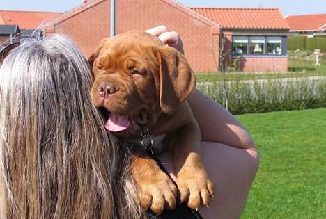 Dogue de bordeaux #Bufas# - Du og jeg Mor billede 4